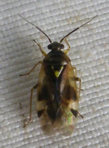 Réf. 216 014 : Orthops sp.